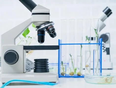 Ecology laboratory exploring new methods of plant breeding.. Stock Photos