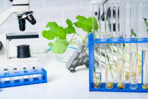 Ecology laboratory exploring new methods of plant breeding.. Stock Photos