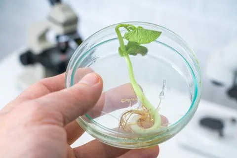 Ecology laboratory exploring new methods of plant breeding.. Stock Photos