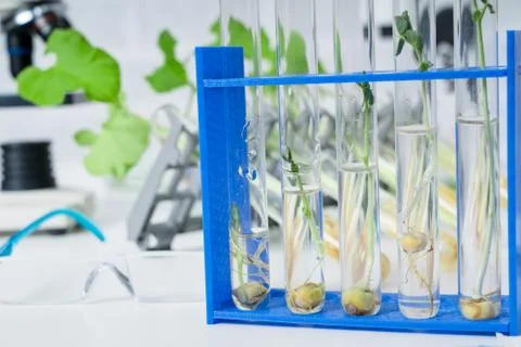 Ecology laboratory exploring new methods of plant breeding.. Stock Photos