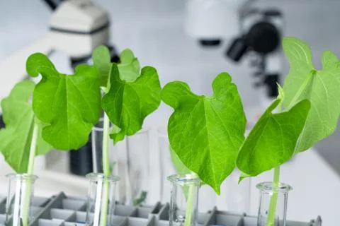 Ecology laboratory exploring new methods of plant breeding.. Stock Photos