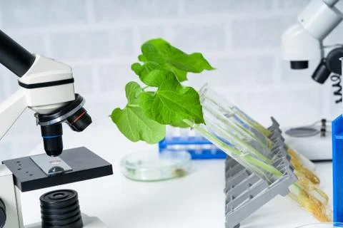 Ecology laboratory exploring new methods of plant breeding.. Stock Photos