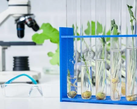 Ecology laboratory exploring new methods of plant breeding.. Stock Photos