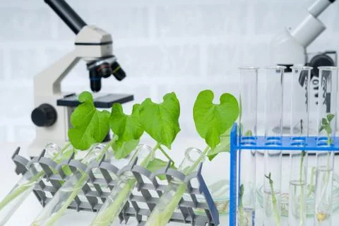 Ecology laboratory exploring new methods of plant breeding.. Stock Photos