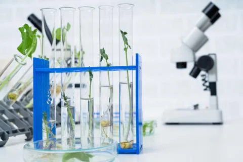 Ecology laboratory exploring new methods of plant breeding.. Stock Photos