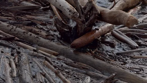 Ecology. Logs swing in the surf. Vídeos de archivo 117410270
