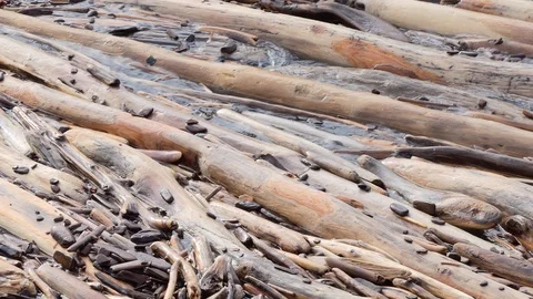 Ecology. Logs swing in the surf. Stock-Footage 117411484