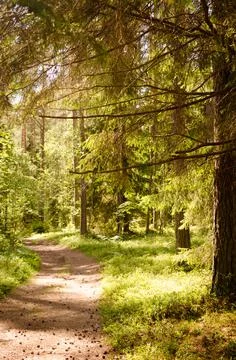 Ecology path in a pine forest on a sunny day Stock Photos
