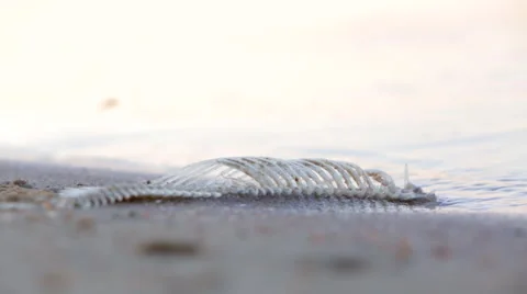 Ecology sea fish bone 01 Stock Footage 50907592