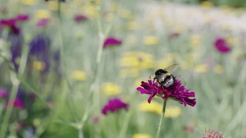 Ecosystem and wildlife at springtime. Bumblebee with pollen. Pollination plant Vídeo Stock 341705534