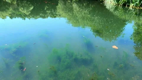 Ecosystem in Cloudy Waters Algae Bloom Stock Footage 276897489