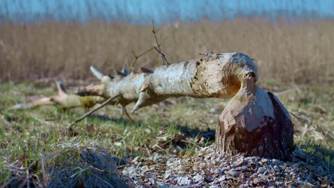 The ecosystem is disrupted. A destroyed tree, cut down and gnawed by animals. Stock Footage 270415004