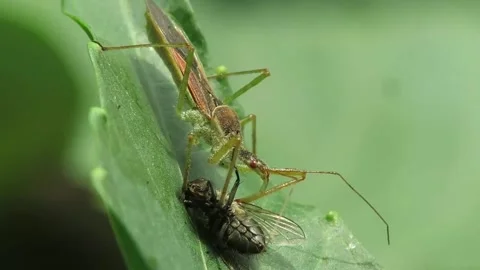 The ecosystem in the insect world. Video footage of an insect eating its prey. Stock Footage 164351213