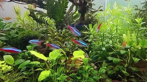 Ecosystem life in the aquascape environment Stock Footage 148515776