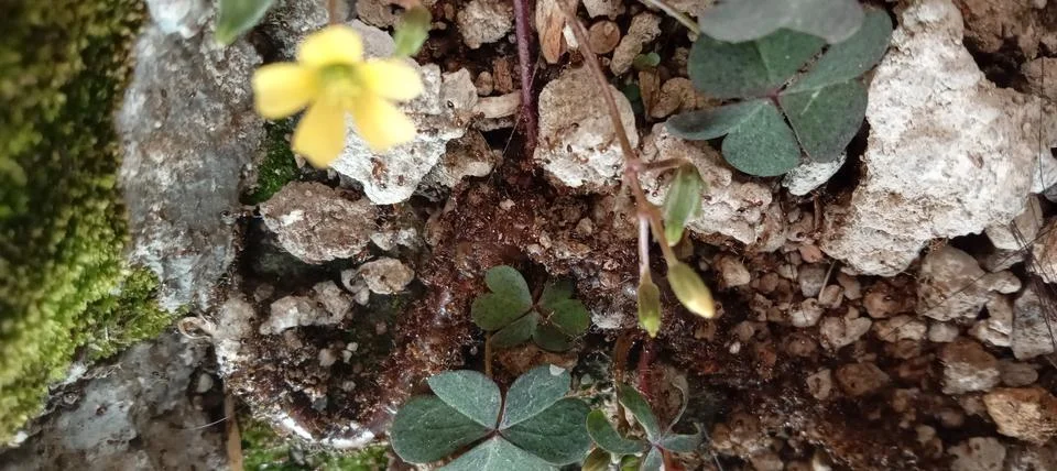 Ecosystem Stock Photos