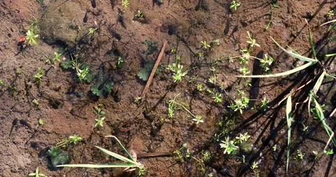 Ecosystem of the pond Stock-Footage 131719486