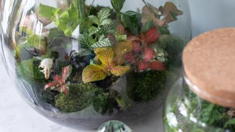 Ecosystem terrarium Stock Photos