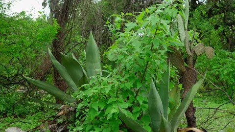 Ecosystem of a thicket with thorny bushes Cactus and magueys Stock Footage 280219005