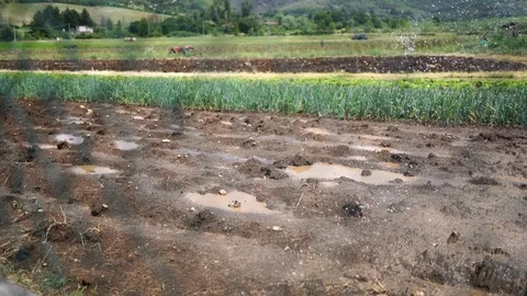 Ecosystem on vegetable fields. Watering harvest in spring. Farming tools Stock Footage 114010660