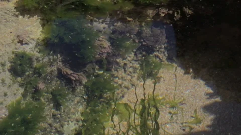 Ecosystem in Water Puddle, Oualidia, Morocco Video stock 76846609