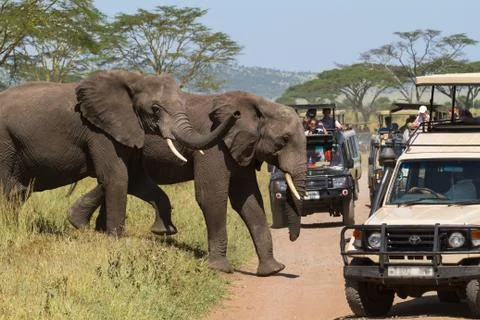 Ecotourism in Eastest Africa. Serengeti, Tanzania Stock Photos