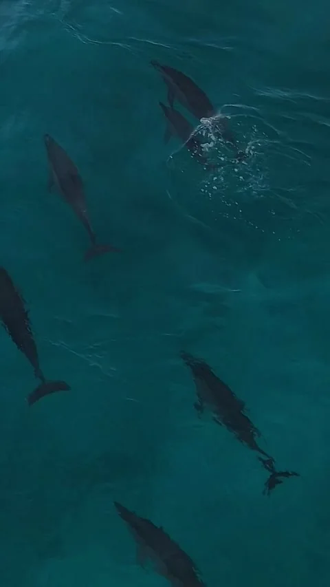 Ecotourism visuals showcasing dolphins gliding through tropical waters Stock Footage 321987190