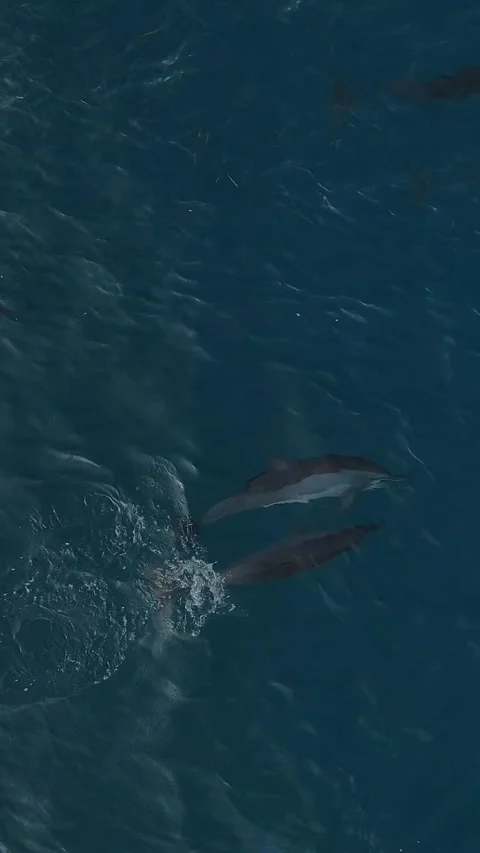 Ecotourism visuals showcasing dolphins gliding through tropical waters Stock Footage 321987242