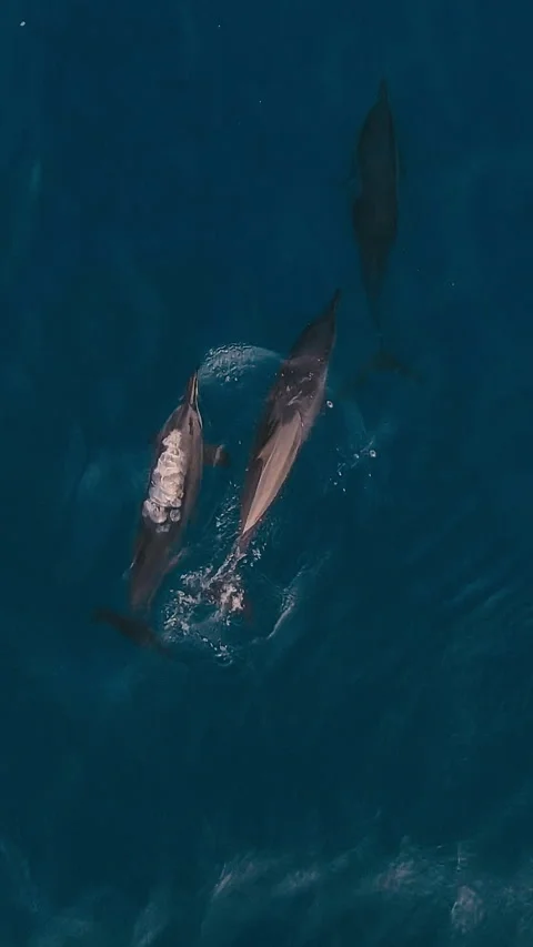 Ecotourism visuals showcasing dolphins gliding through tropical waters Stock Footage 321987406