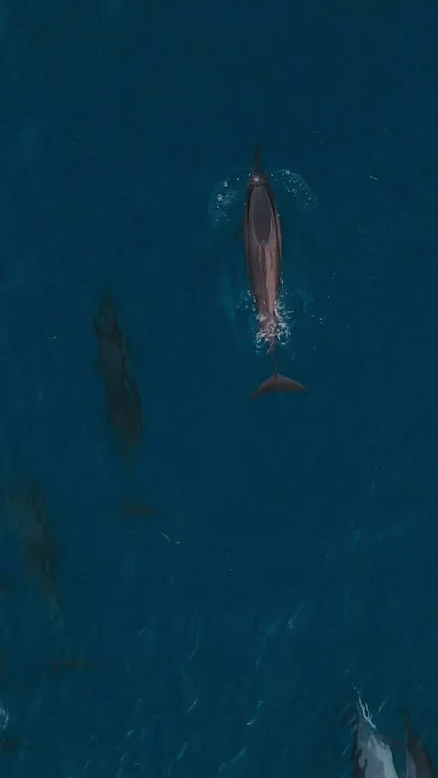 Ecotourism visuals showcasing dolphins gliding through tropical waters Stock Footage 321987464