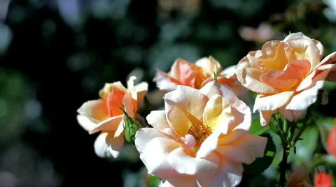 Ecru roses    Stock Footage 780078