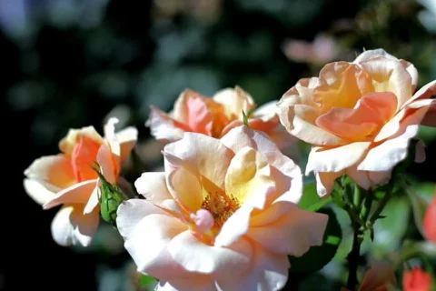 Ecru roses Stock Footage 780094