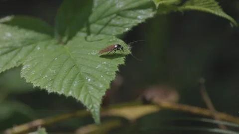 Ectobius cockroach in the wild Stock Footage 335622758