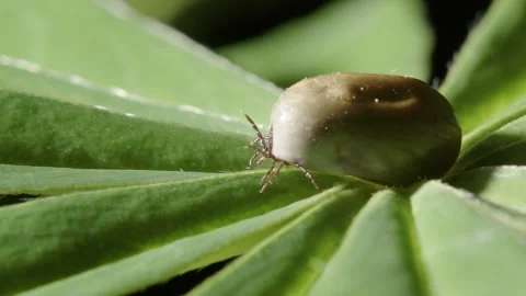 Ectoparasite tick with bood engorged blo... | Stock Video | Pond5