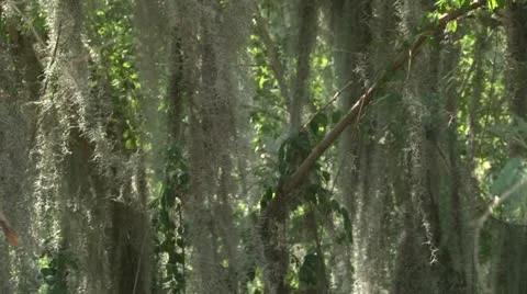 ECU Beard Tress Stock Footage