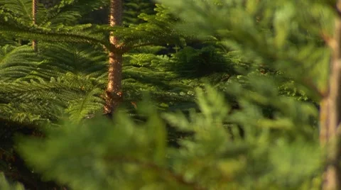 ECU christmas tree branches RACK Stock Footage 8530355