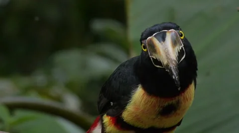 ECU Collared Aracari: Face-to-Face Closeup of Very Curious Bird 스톡 동영상 46705226