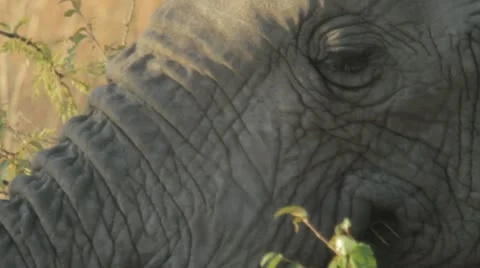 E.C.U. Elephant's face Video stock 11140373