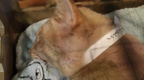 ECU face orange cat in crate sleeping; pan down body to wide shot. Видео 35577336