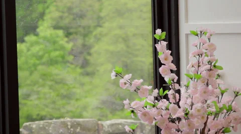 ECU flowers by conservatory window Stock Footage 35193013