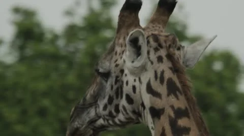 ECU of Giraffes face Video stock 11142187