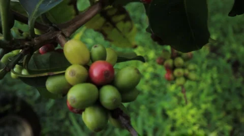 ECU red beans, TILT up to rest of tree full of beans Stock Footage 5811193