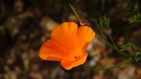ECU single poppy flower Stock Footage 104166221