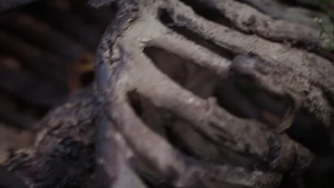 ECU - SKELETON IN BUSHES 1920X1080 動画素材 84744752