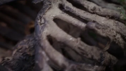 ECU - SKELETON IN BUSHES 動画素材 84830605