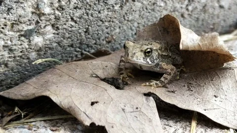 ECU TIny Toad Stock-Footage 90767867