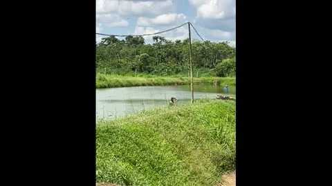 Ecuador: Fishing attempt goes wrong as pair tumble into pond in Joya de L... Stock Footage 323747146