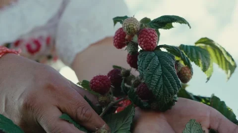 Ecuador. Hands gently cradle ripe raspberries on a plant. Sunlight highlights Stock Footage 337959215