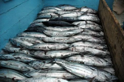 Ecuador Stock Photos