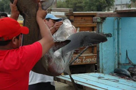 Ecuador Stock Photos