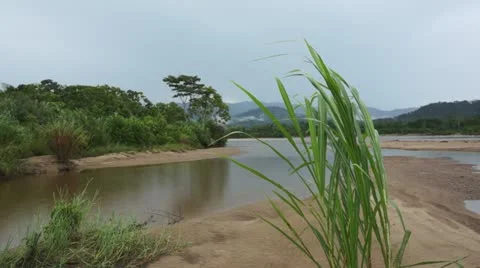 Ecuador River Grass Blowing in the Wind on a Rainy Day Stock Footage 10841738